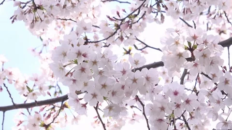 Sakura in full bloom with the blue sky in Japan. Cherry blossom. Yoshino. 4K Vidéo 330217465