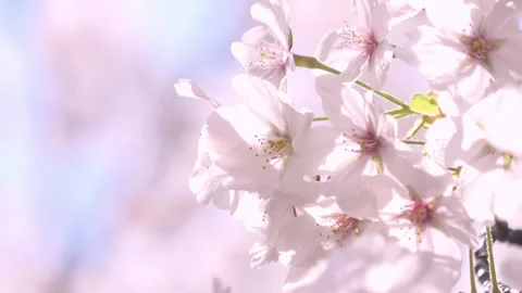 Sakura in full bloom with the blue sky in Japan. Cherry blossom. Yoshino. 4K Vidéo 330461546