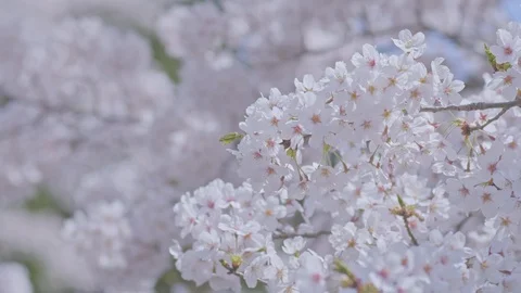Sakura in full bloom Stock Footage 91113404