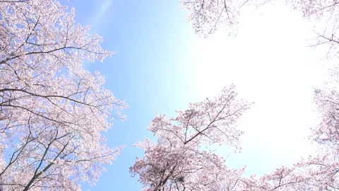 Sakura in full bloom with sun flare in blue sky, Japan. Cherry blossom. Pan. 4K Stock Footage 172337375