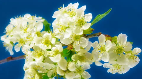 Sakura FullHD Stock Footage 41849855
