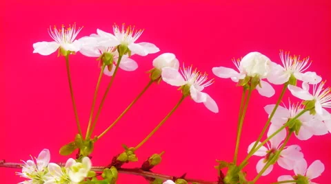 Sakura FullHD Stock Footage 41849967