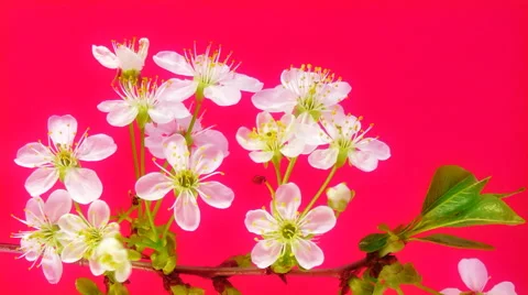 Sakura FullHD Video stock 41850035