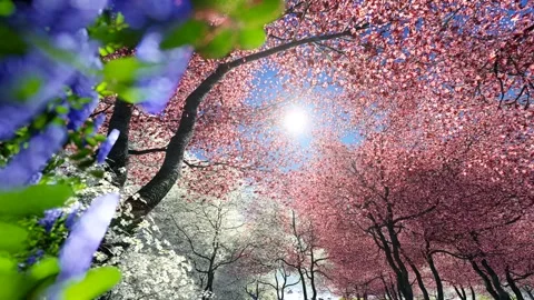 Sakura Garden 库存影片 265752949