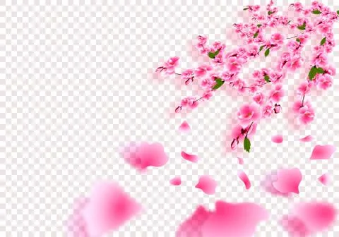 Sakura is gorgeous. Cherry branches with delicate flowers, leaves and buds in Stock Illustration