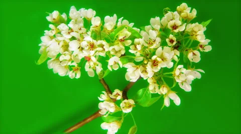 Sakura on green 4k Stock Footage 52634708