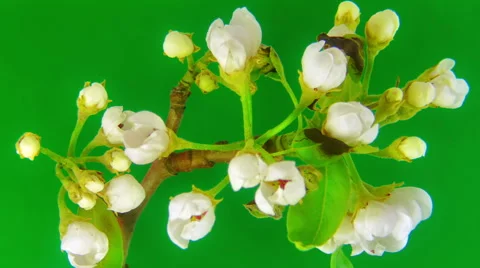 Sakura on green HD Stock Footage 52635057