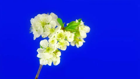 Sakura Heart 4k Stock Footage 86142399