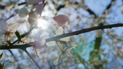 Sakura on heavy wind Stock Footage 99326796