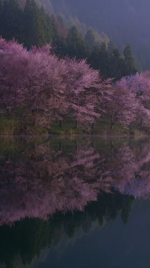 Sakura Hillside Above Quiet Mountain Lake Vertical Video Vidéo 346192255