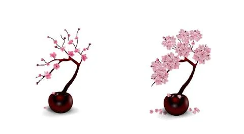 Sakura Ikebana. Composition. Two Drawings of flowers in pots. Isolated on whi Stock Illustration