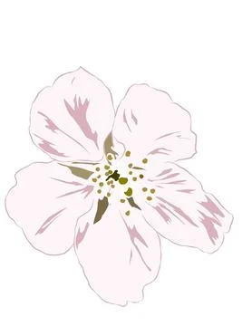 Sakura Stock Illustration