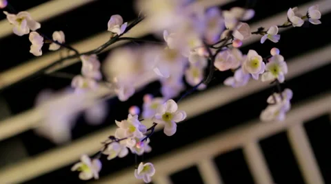 Sakura in the interior background Stock Footage 43138377