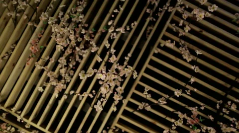 Sakura in the interior background general plan Stock Footage 43138353