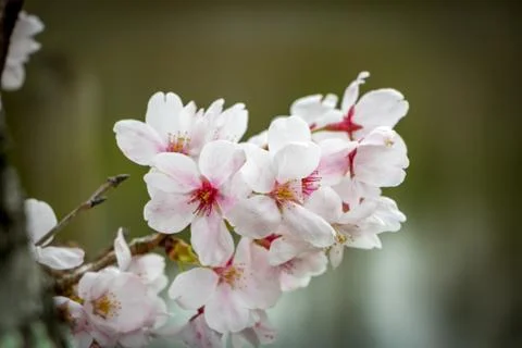 Sakura In Japan Stock Photos