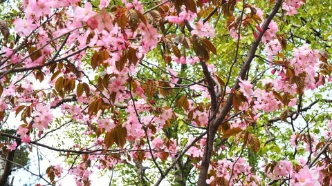 Sakura-Japanese cherry Stock Footage 90226359
