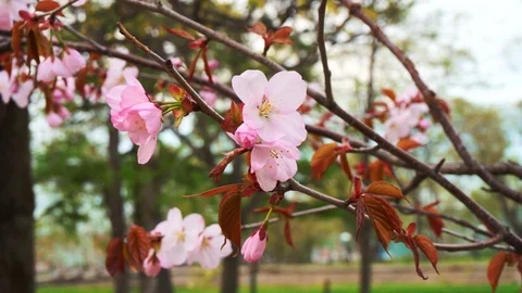 Sakura-Japanese cherry Stock Footage 90233033