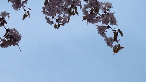 Sakura-Japanese cherry Stock Footage 90237490