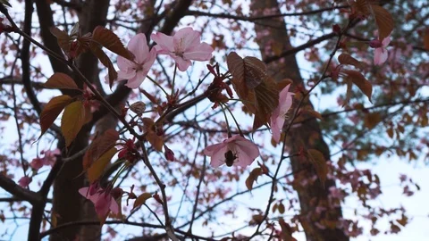 Sakura-Japanese cherry Stock Footage 90237736