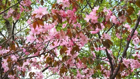 Sakura-Japanese cherry Stock Footage 90247549