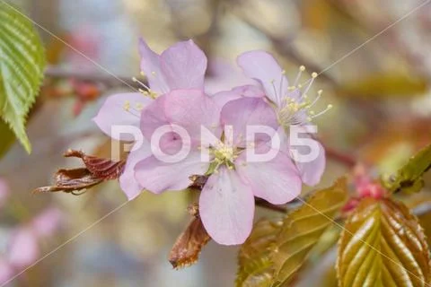 Sakura-Japanese cherry Stock Photos