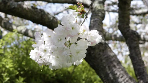 Sakura Japanese Cherry Tree Full Blossoms Orchard Flowering Spring Time Daylight Stock Footage 35283157