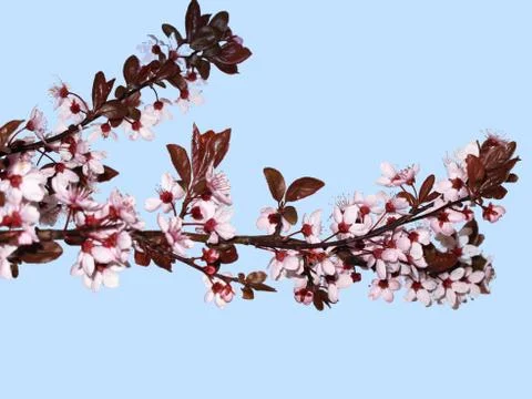 Sakura japanese cherry tree Foto stock
