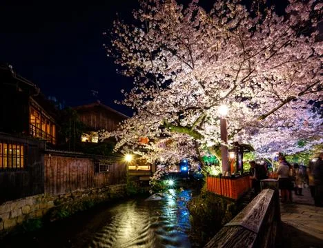 Sakura in Kyoto Stock Photos