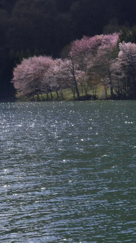 Sakura on Lake Shore in Evening Light Vertical Video Stock Footage 346195012