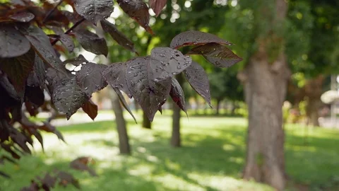 Sakura leaves after the summer rain Stock Footage 112973473