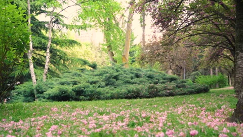Sakura leaves falling on the grass Vídeos de archivo 241823643
