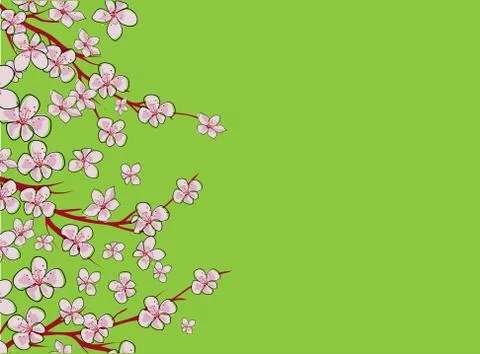 Sakura on light background. Sakura vector flower. Vector floral print. Bloomi Stock Illustration