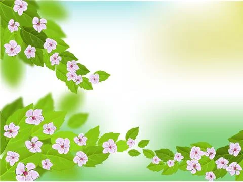 Sakura on light background. Sakura vector flower. Vector floral print. Bloomi Stock Illustration