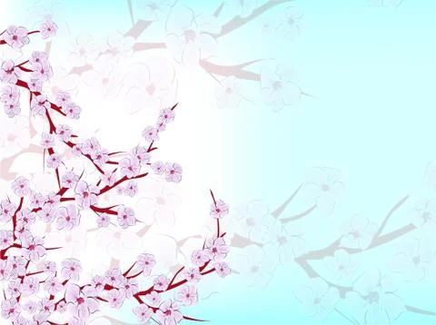 Sakura on light background. Sakura vector flower. Vector floral print. Bloomi Stock Illustration