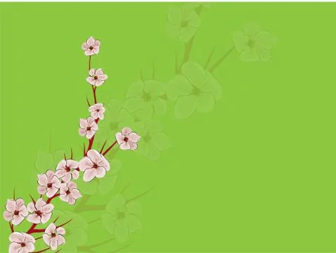 Sakura on light background. Sakura vector flower. Vector floral print. Bloomi Stock Illustration