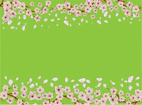 Sakura on light background. Sakura vector flower. Vector floral print. Bloomi Stock Illustration
