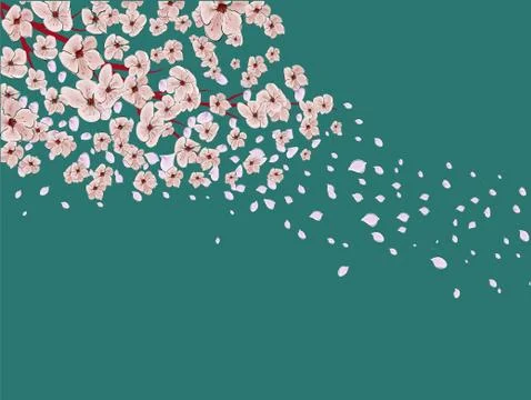 Sakura on light background. Sakura vector flower. Vector floral print. Bloomi Stock Illustration