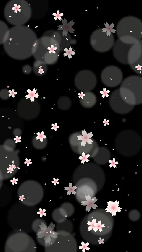 Sakura Loop Animation Background (Black) Stock Footage 311031354
