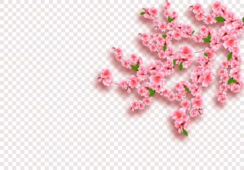 Sakura is magnificent. Cherry branches with delicate pink flowers, leaves and Stock Illustration