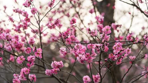Sakura in Maruyama Park, Sapporo Stock Photos