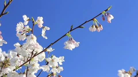 Sakura Medium Close up 스톡 동영상 22331560