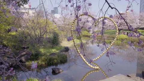 Sakura in the Mori Garden Video stock 76570039