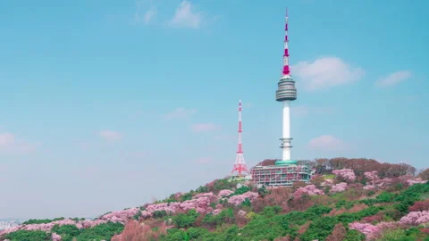 Sakura Namsan Stock Footage 195299576