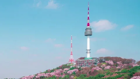 Sakura Namsan zoom in Stock Footage 195299563