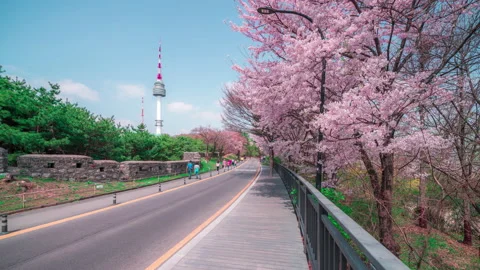 Sakura namsan2 Stock Footage 195301112