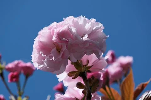 Sakura or cherry blossom on blue sky background, close up of pink flower Stock Photos
