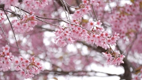 Sakura or cherry blossom tree Stock Footage 102357913