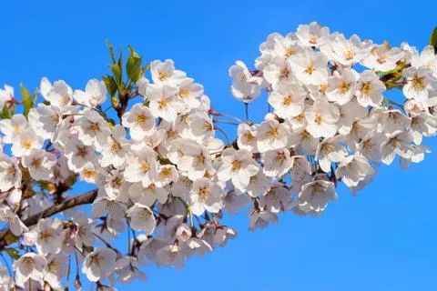 Sakura or cherry tree flowers blossom in spring blue sky Stock Photos
