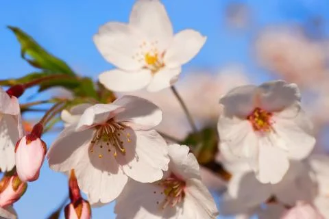 Sakura or cherry tree flowers blossoming in spring blue sky Stock Photos