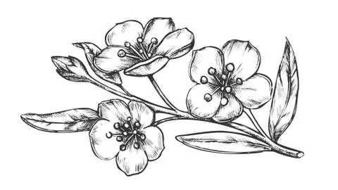 Sakura Oriental Fruit Garden Tree Vintage Vector Stock Illustration